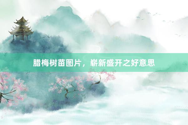 腊梅树苗图片，崭新盛开之好意思